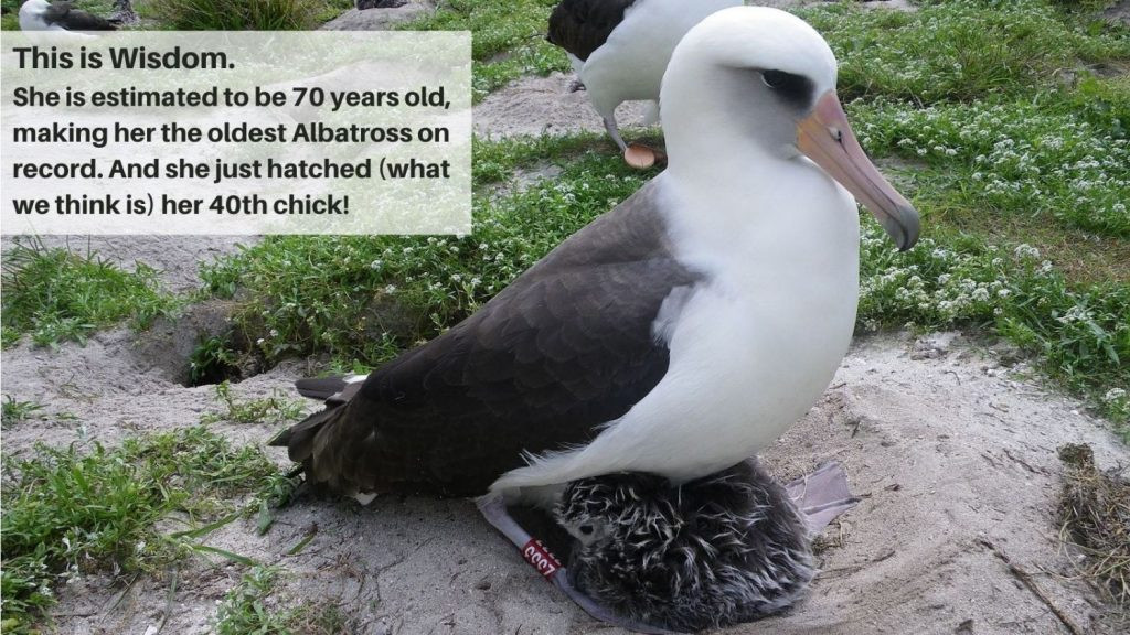 Wisdom Albatross Fun Fact