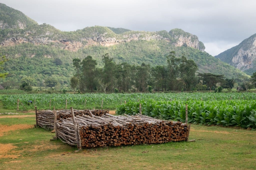 Stacks of wood in Viñales, with the region's distinctive mountains and tobacco fields in the background, showcasing the rural beauty of Cuba.