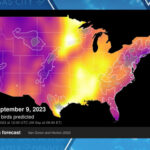 Bird migration forecast