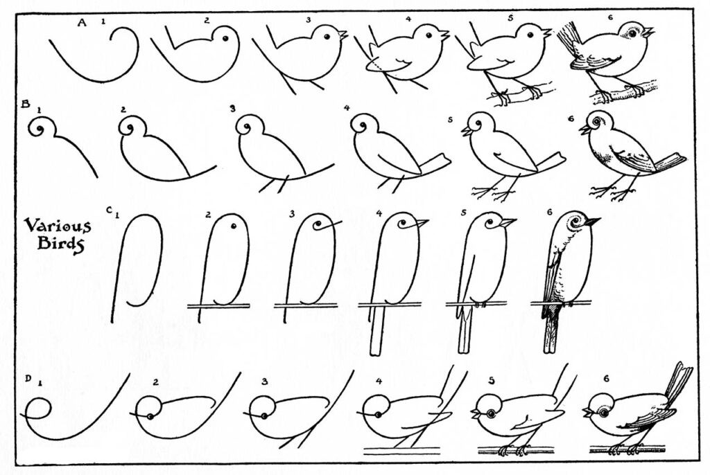 Vintage illustration demonstrating how to draw birds