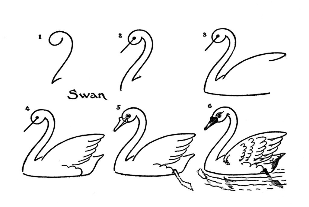 Vintage diagram for drawing swans