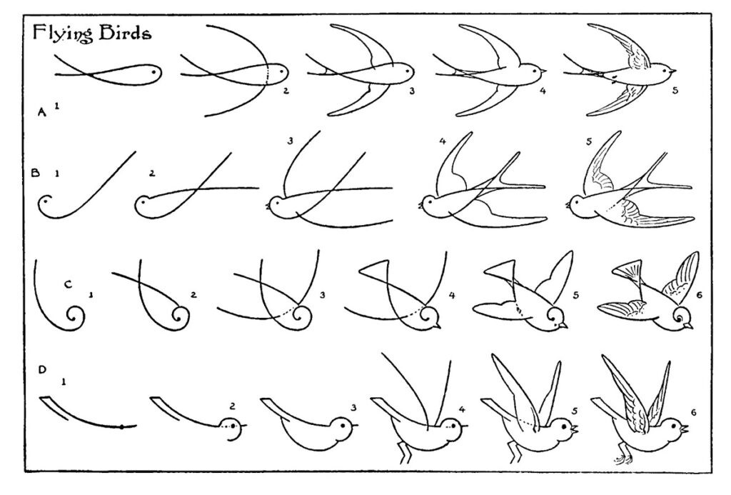 Diagram illustrating how to draw different flying birds