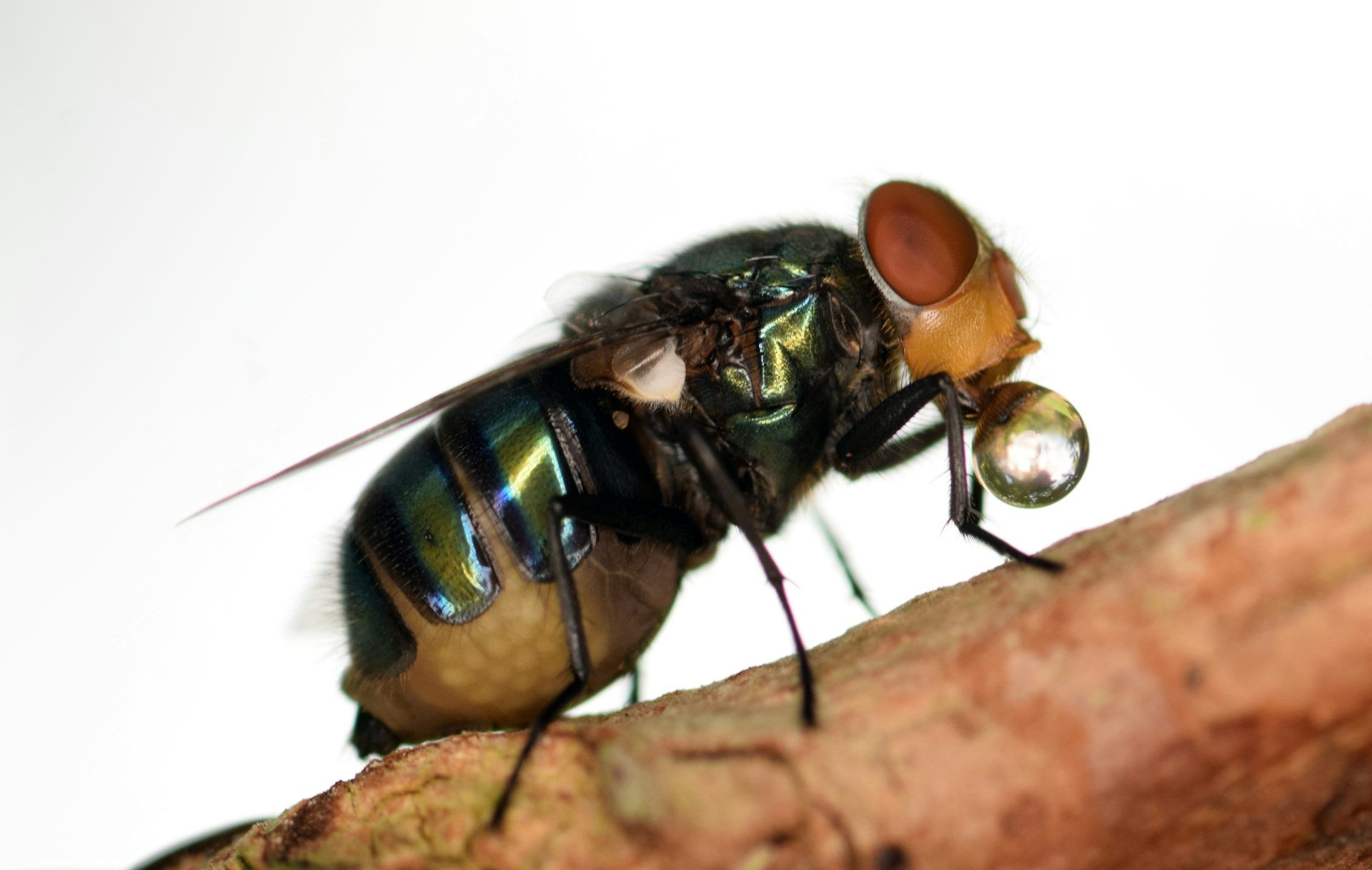 A fly regurgitating digestive juices.