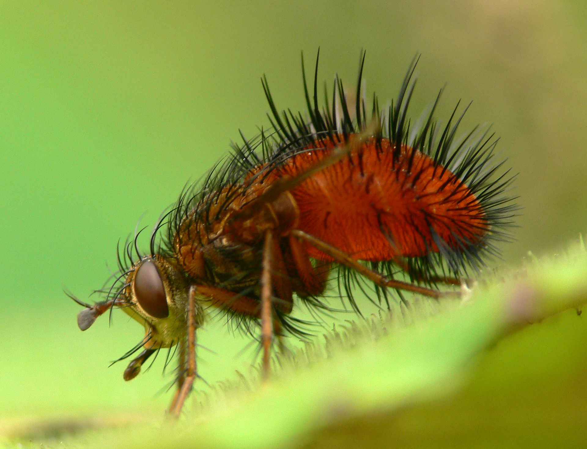 Closeup of a reddish insect with bristly black hairs on its body.