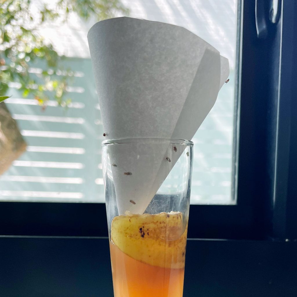 DIY Fruit Fly Trap With Paper Funnel