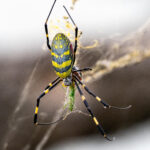 Japanese Joro orb-weaver spider eating a grasshopper