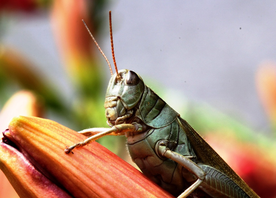 Grasshopper wings