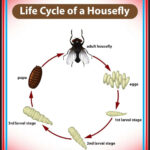 Entry points for flies in a house. Open doors, windows, cracks.