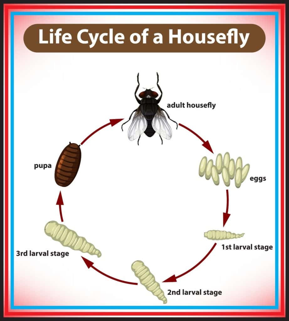 Entry points for flies in a house. Open doors, windows, cracks.