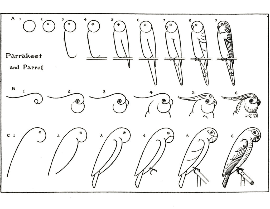 Vintage worksheet showing how to draw parakeets and parrots