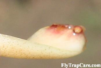 Tiny Nub Forming on Venus Fly Trap Leaf Pulling