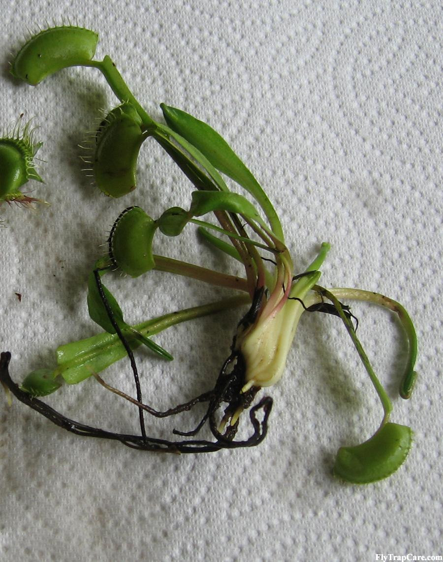 Uprooted Venus Fly Trap