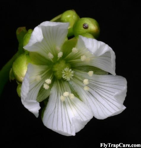 Venus Fly Trap Flower