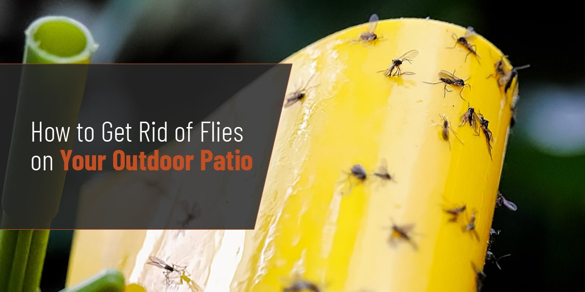 Flies Swarming Around Garbage