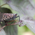 Spotted lanternfly on a tree
