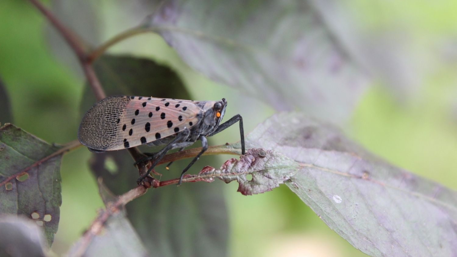 Spotted lanternfly on a tree