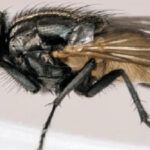 Fly Control Products