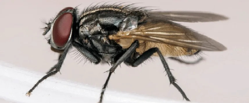 Fly Control Products