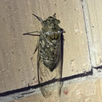 Giant Cicada (Photo by Anita Westervelt)