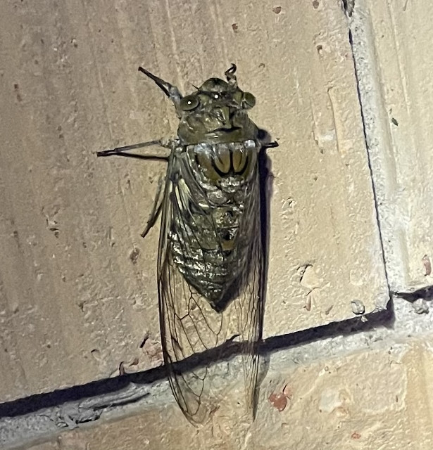 Giant Cicada (Photo by Anita Westervelt)