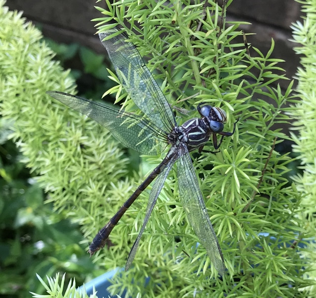 Narrow-striped Forceptail (Photo by Anita Westervelt)