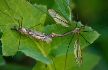 Once crane flies mate, they have fulfilled their life goal and die