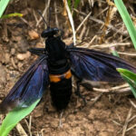 Mydas Fly Wasp Mimic