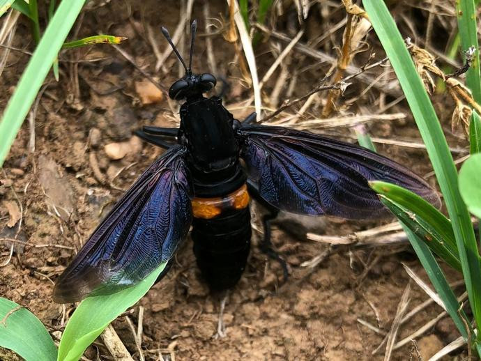 Mydas Fly Wasp Mimic