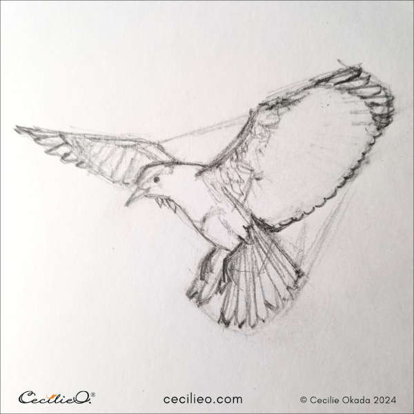 Fifth step in drawing a bird mid-flight, detailing the feathers to enhance realism and texture within the overall composition.