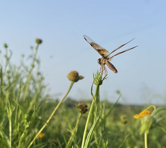 Eastern Amberwing (Photo by Anita Westervelt)