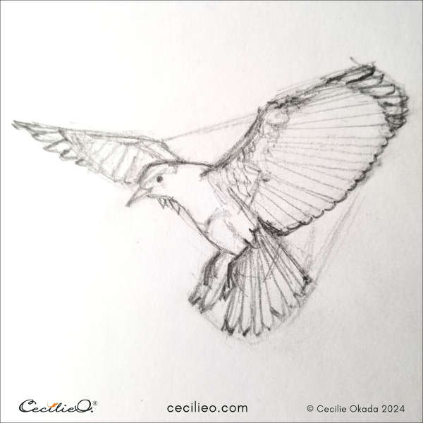 Step six in sketching a flying bird from a complex angle, illustrating the process of drawing a simple outline first.