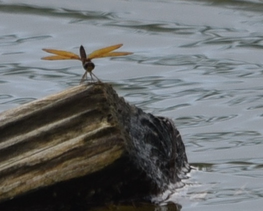 Genus Amberwings, possibly Mexican Amberwing (Photo by Anita Westervelt)