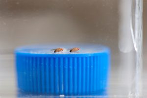 Two fruit flies engage in an aggression test, showcasing how UA researchers use model organisms to study behavioral traits in aggression