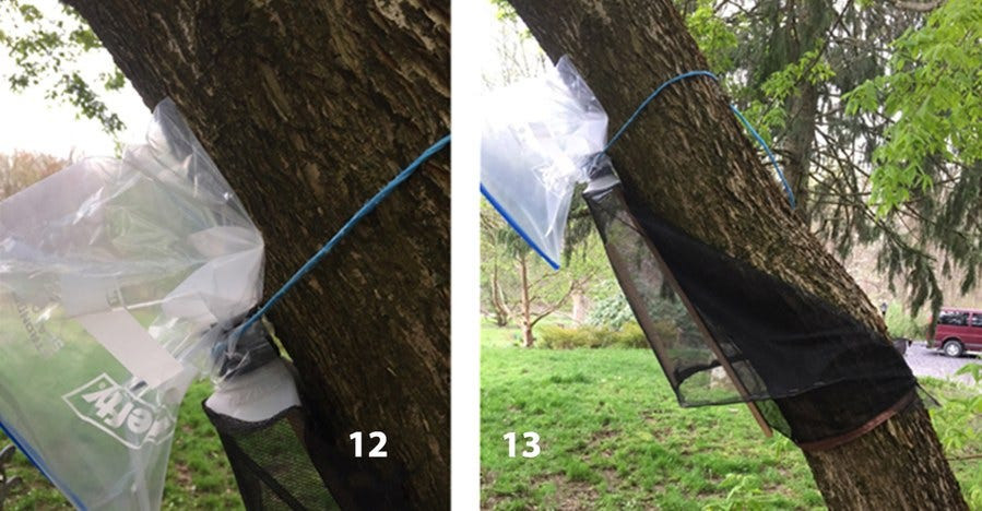 Finish install on tree (Steps 12 and 13)