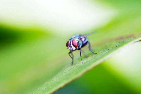Blow Fly Life Cycle
