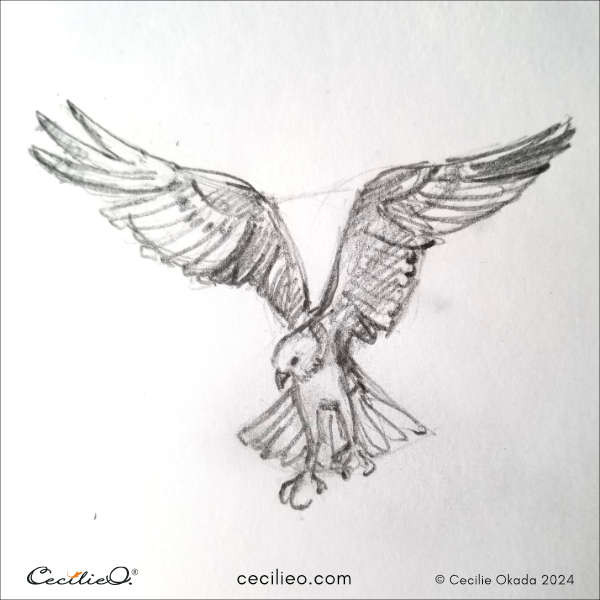 Final sketch of an Osprey bird, showcasing the completed artwork with detailed feathers and accurate anatomical features.