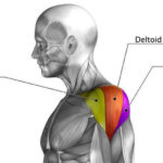 Cable Rear Delt Fly Muscles Worked