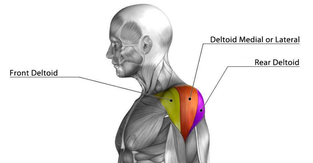 Cable Rear Delt Fly Muscles Worked