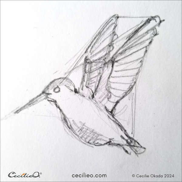 Quick hummingbird sketch, highlighting ease of drawing this species due to its side view and even proportions.