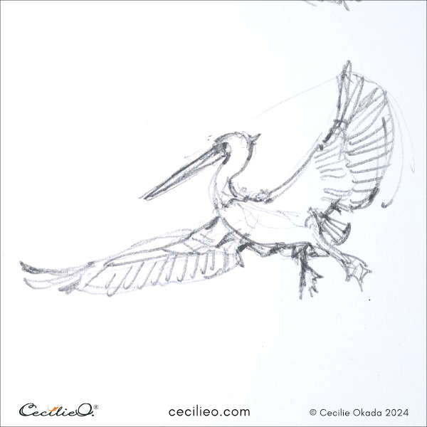 Quick drawing of a Heron in flight, exemplifying the use of fast scribbles to capture the shape and movement effectively.