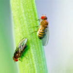 Close-up of a fruit fly trap with apple cider vinegar and dish soap, showcasing trapped fruit flies