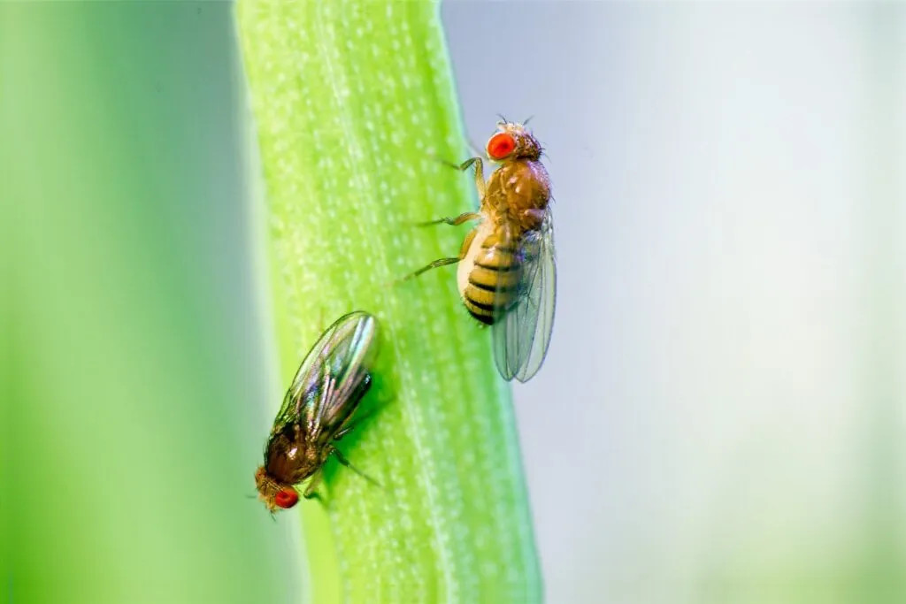 Close-up of a fruit fly trap with apple cider vinegar and dish soap, showcasing trapped fruit flies