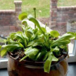 A close-up of a Venus flytrap showing the trapping mechanism with trigger hairs