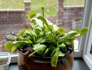 A close-up of a Venus flytrap showing the trapping mechanism with trigger hairs