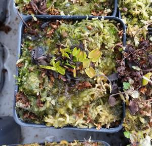 A Venus fly trap that has been a little too wet for too long and now has algae growth on the surface of the soil