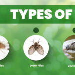 Chart showing five different types of flies