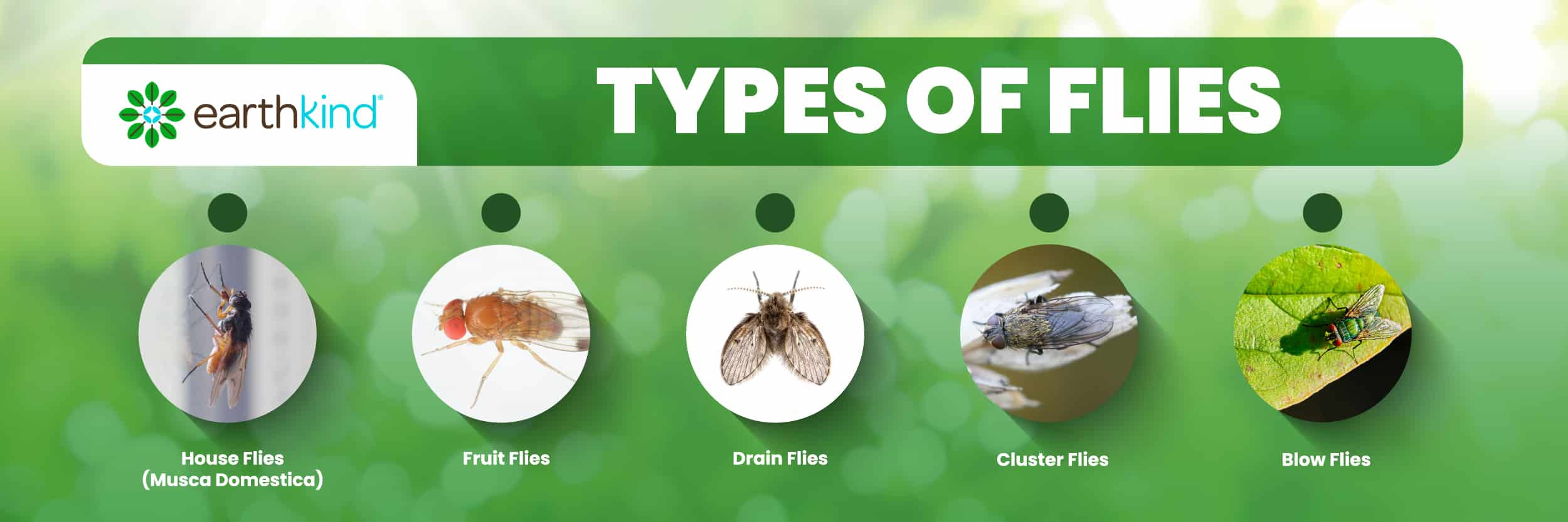 Chart showing five different types of flies