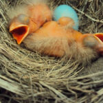 Newly hatched baby robins in nest