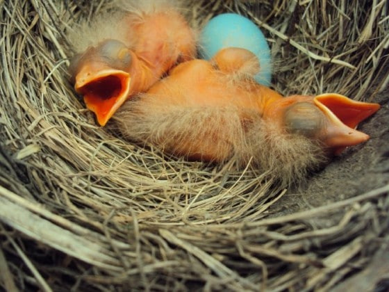 Newly hatched baby robins in nest