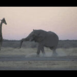 375_elephant_giraffe_encounter.gif